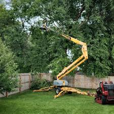 Best Tree Removal  in Montague, CA