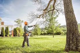 Best Tree Mulching  in Montague, CA