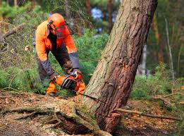 Best Hazardous Tree Removal  in Montague, CA