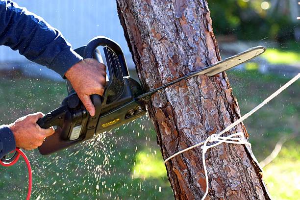 Best Tree Risk Assessment  in Montague, CA