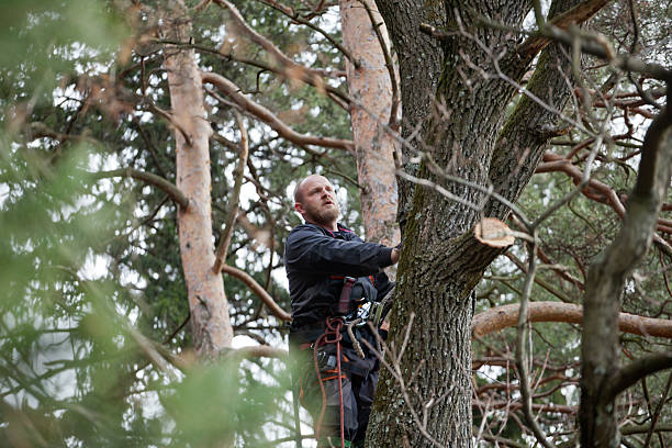 Best Tree Cabling and Bracing  in Montague, CA